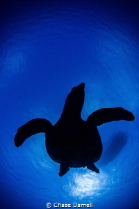 "Skybill Silhouette"
I have been trying to have a day a ... by Chase Darnell 